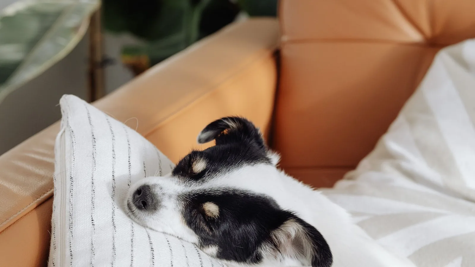 Schlafender Hund auf einem Sofa in einem gewöhnlichen Wohnzimmer, ohne Geschenkbox und ohne Weihnachtsinszenierung