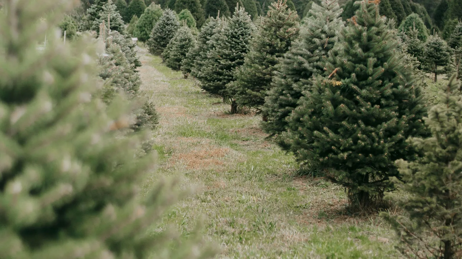 Reihen junger Tannen in einer Weihnachtsbaumkultur an einem grauen Herbsttag, dazwischen ein grasbewachsener Weg